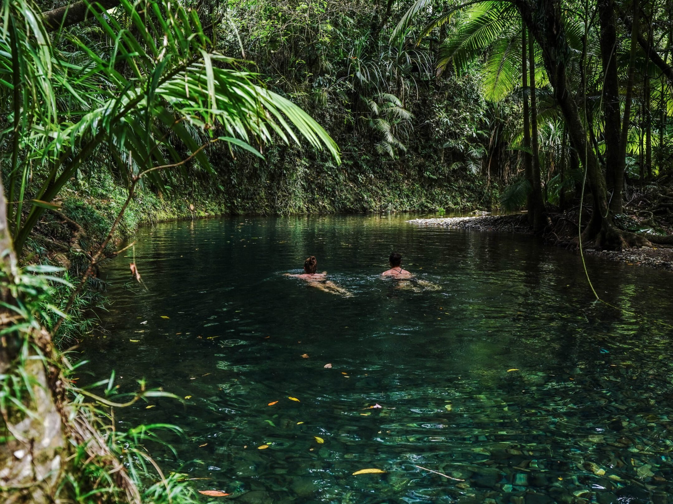 Refreshing Rainforest Swim with Daintree Discovery Tours