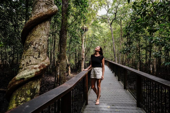 Wonder through the World Heritage Listed Daintree Rainforest with Daintree Discovery Tours