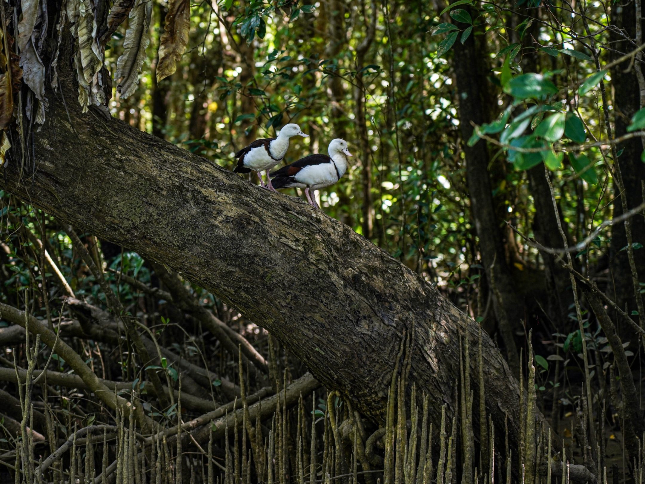 Bird watching on the Daintree River with Daintree Discovery Tours