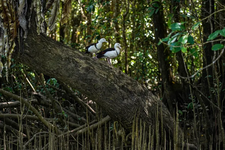 Bird watching on the Daintree River with Daintree Discovery Tours
