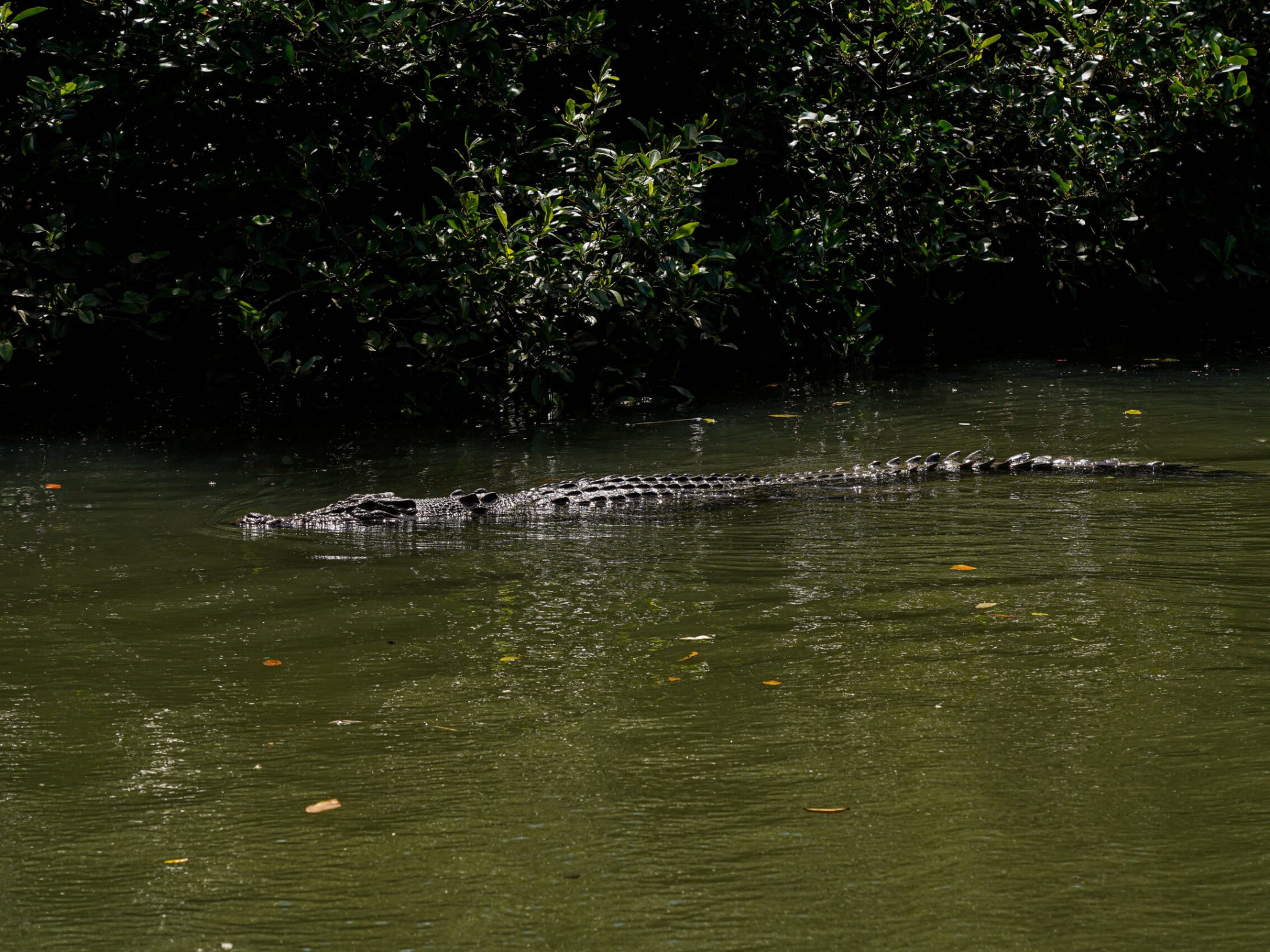 The mighty Saltwater Crocodile on the Daintree River with Daintree Discovery Tours