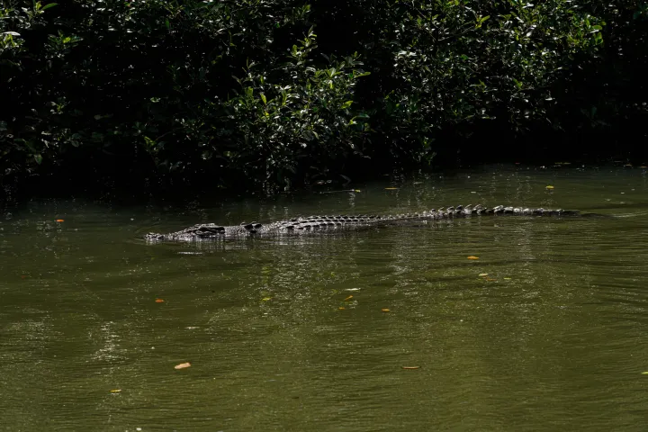 The mighty Saltwater Crocodile on the Daintree River with Daintree Discovery Tours