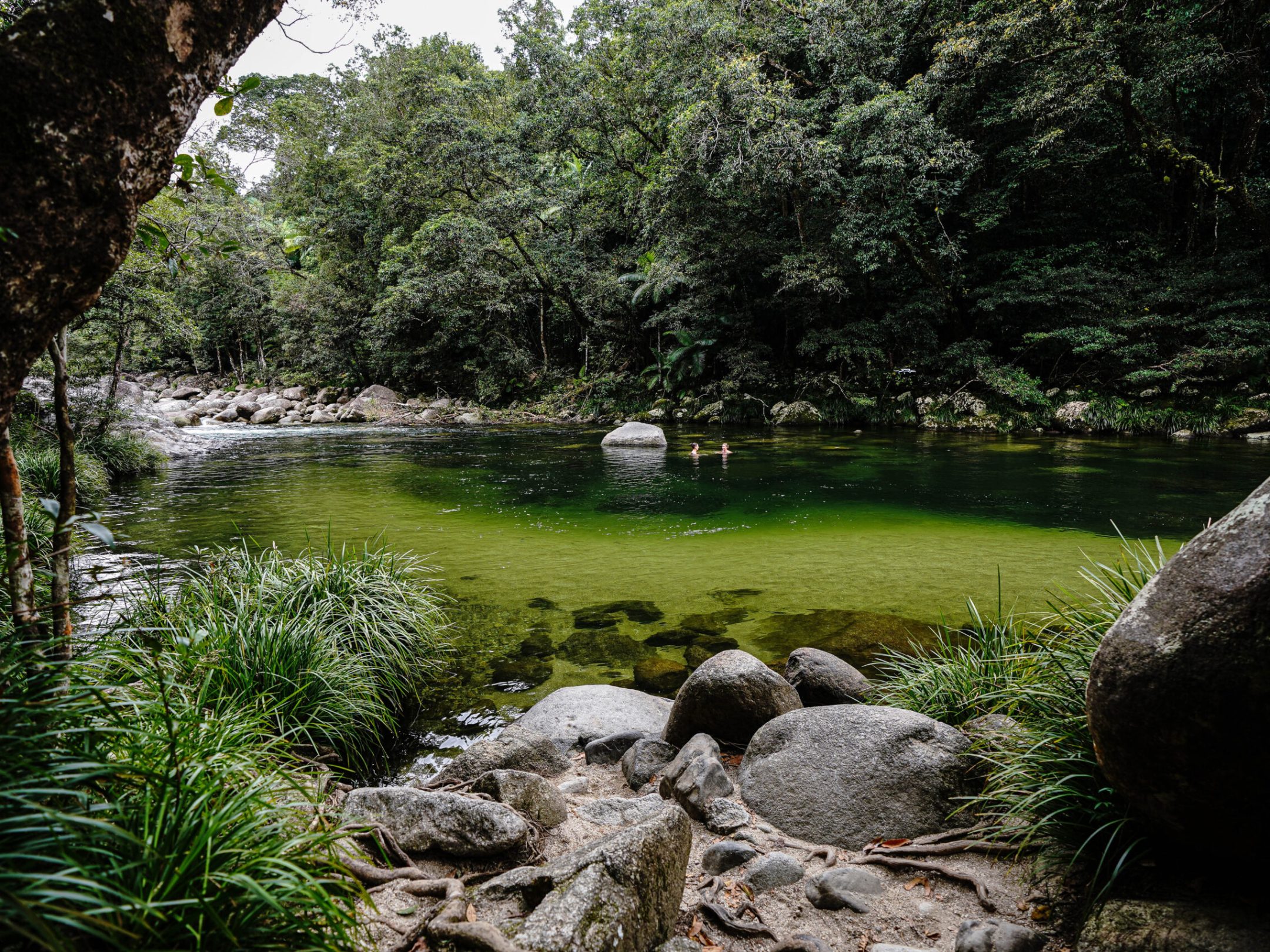 Explore Mossman Gorge with Daintree Discovery Tours