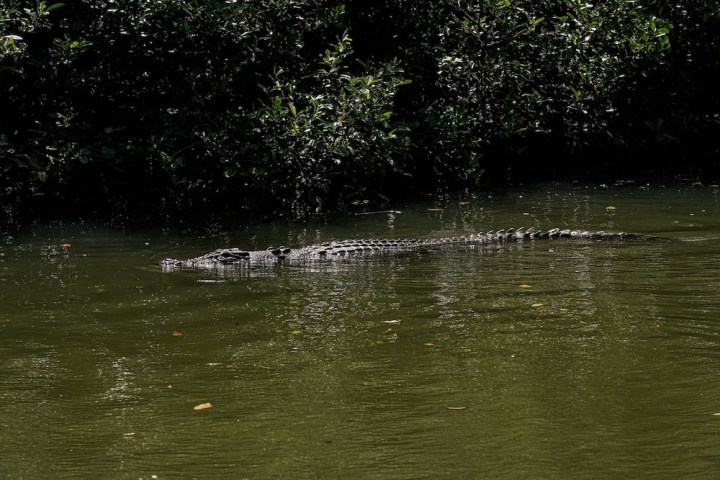 Spotting crocodiles in the wild with Daintree Discovery Tours