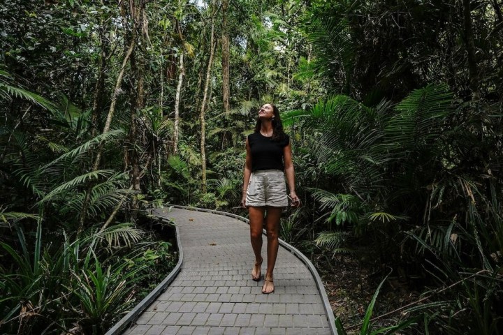Explore the Daintree Rainforest with Daintree Discovery Tours
