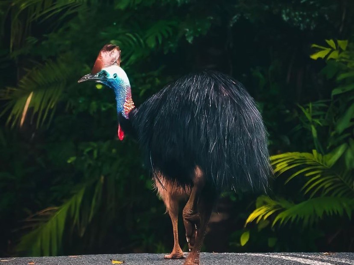 Cassowary walking in the Daintree Rainforest | Daintree Discovery Tours