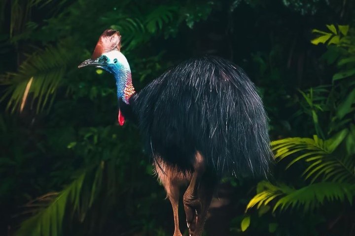 Cassowary walking in the Daintree Rainforest | Daintree Discovery Tours