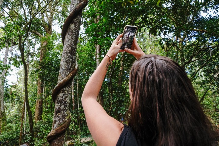 Person photographing twisted tree in a forest.