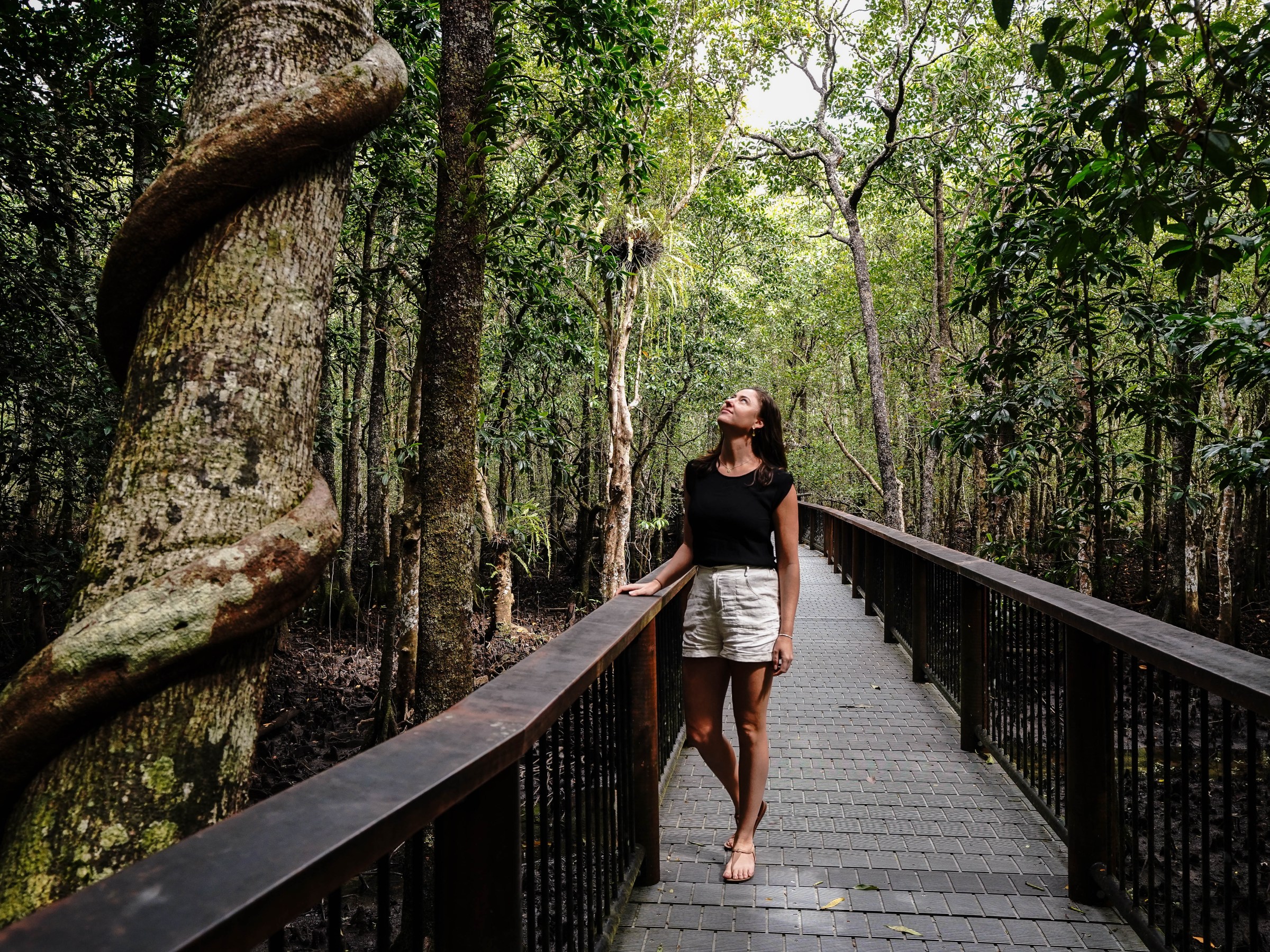 Woman on a boardwalk in a lush forest, looking up at trees.