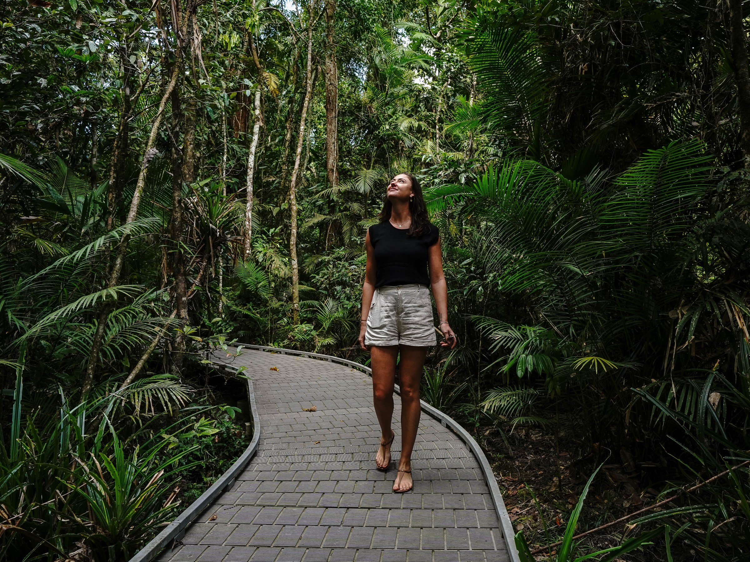 Guided Daintree Rainforest Walk | Daintree Discovery Tours