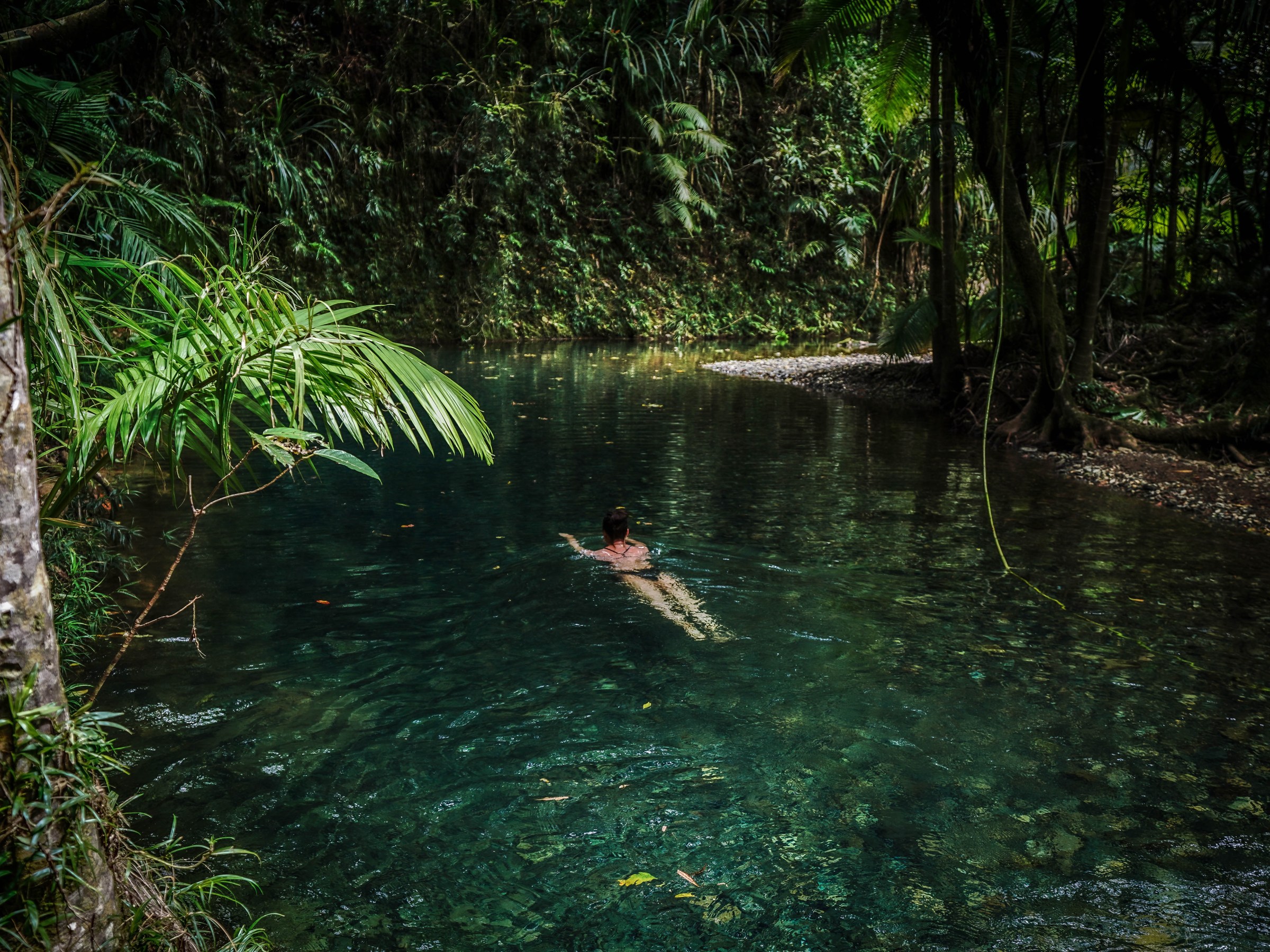 Immersive Rainforest Swim | Daintree Discovery Tours