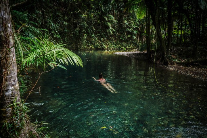 Immersive Rainforest Swim | Daintree Discovery Tours